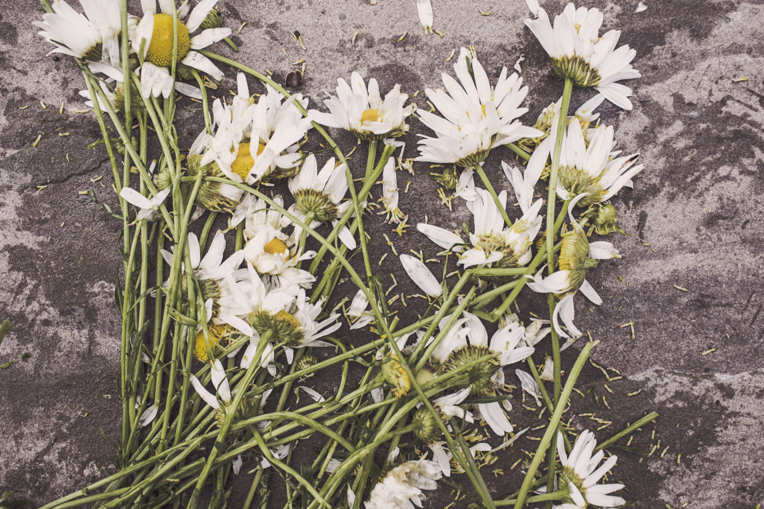 flowers-marguerites-destroyed-dead